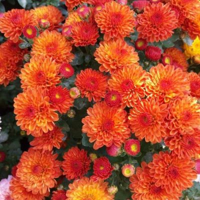 Хризантема мультифлора Джи Джи Оранж - Dolina-Sad.Ru