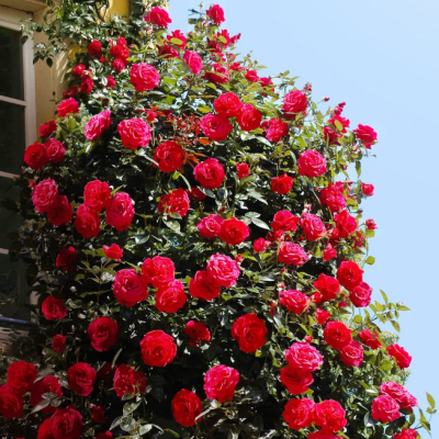 Роза Симпатия (в горшке 2л.) Роза Симпатия (в горшке 2л.) фото