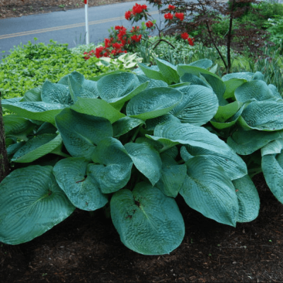 Хоста Биг Дэдди Хоста Биг Дэдди фото