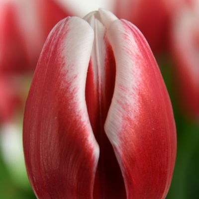 Тюльпан Таймлесс Тюльпан Таймлесс - Dolina-Sad.Ru