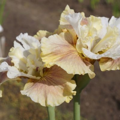 Ирис Уинн Магнолия Ирис Уинн Магнолия - Dolina-Sad.Ru