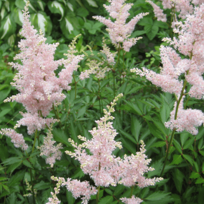Астильба японская Пич Блоссом Астильба японская Пич Блоссом фото