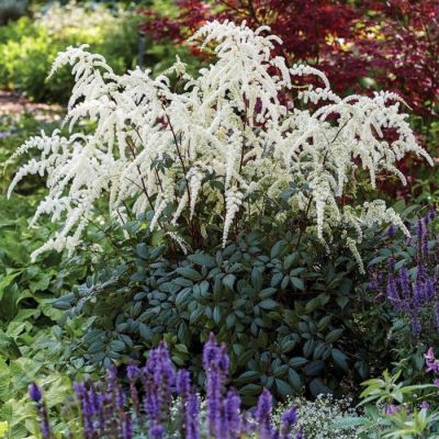 Астильба Моккачино - Dolina-Sad.Ru