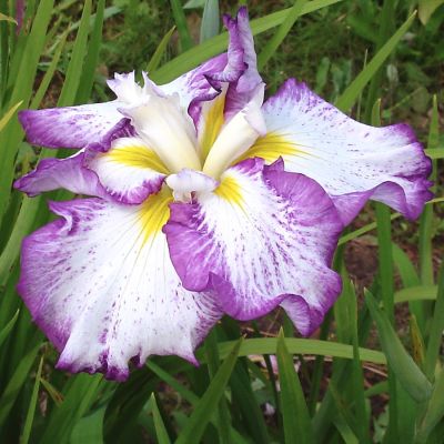 Ирис Стиплд Рипплз Ирис Стиплд Рипплз - Dolina-Sad.Ru