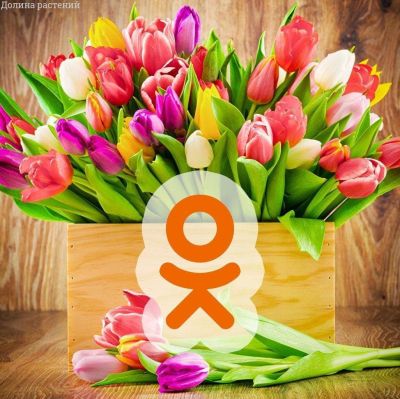 3 тюльпана - Подарок ОДНОКЛАССНИКАМ 3 тюльпана - Подарок ОДНОКЛАССНИКАМ фото