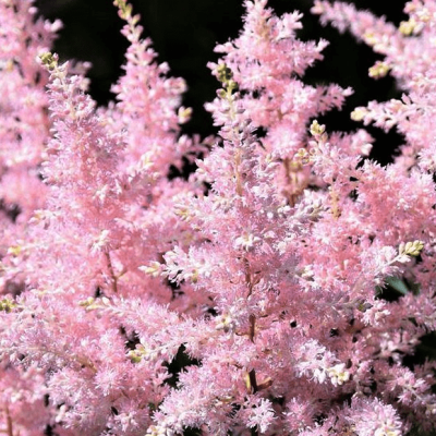 Астильба японская Лолита Астильба японская Лолита фото