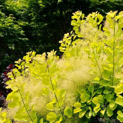 Скумпия кожевенная Голден Спирит Скумпия кожевенная Голден Спирит фото