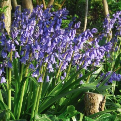 Гиацинтоидес Блю Гиацинтоидес Блю - Dolina-Sad.Ru