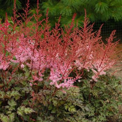 Астильба Дельт Лейс - Dolina-Sad.Ru