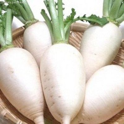 Редька Мюнхен Бир фото