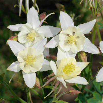 Аквилегия Спринг Мэджик Вайт , P9 Аквилегия Спринг Мэджик Вайт , P9 фото