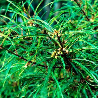 Крушина ольховидная Аспленифолия Крушина ольховидная Аспленифолия - Dolina-Sad.Ru