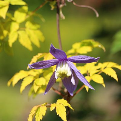 Клематис Столвик Голд Клематис Столвик Голд фото
