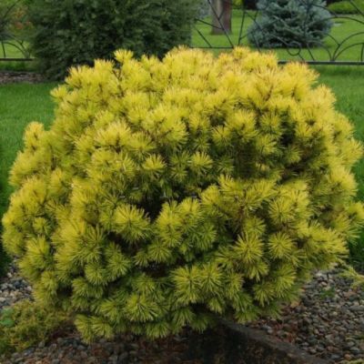 Сосна Горная Офир фото