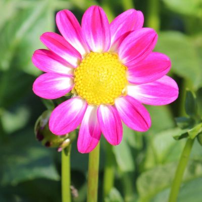 Георгина Свитхарт Георгина Свитхарт - Dolina-Sad.Ru