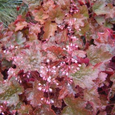 Гейхера Рахель Гейхера Рахель - Dolina-Sad.Ru