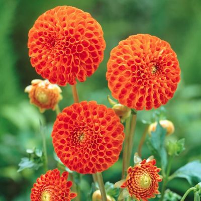 Георгина Бантлинг Георгина Бантлинг - Dolina-Sad.Ru