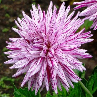 Георгина Блэкберри Риппл Георгина Блэкберри Риппл фото