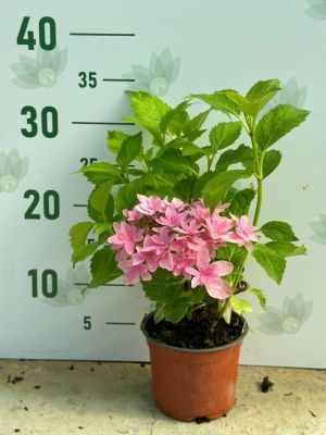 Гортензия курпнолистная Мэджикал Фарфалла - Dolina-Sad.Ru