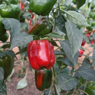 Перец Аристотель F1(Aristotle X3R), (Seminis/Голландия) Перец Аристотель F1(Aristotle X3R), (Seminis/Голландия) фото