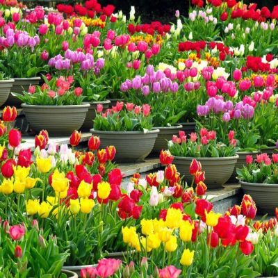 Клумба Махровых Тюльпанов Клумба Махровых Тюльпанов фото