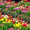 Клумба Махровых Тюльпанов Клумба Махровых Тюльпанов фото