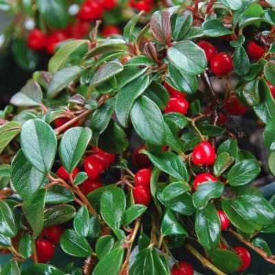 Кизильник Даммера Миранда Кизильник Даммера Миранда - Dolina-Sad.Ru