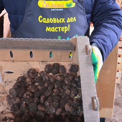 Бегония Беллекония Хот Оранж Бегония Беллекония Хот Оранж - Dolina-Sad.Ru