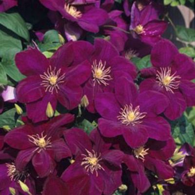 Клематис Монте Касино Клематис Монте Касино - Dolina-Sad.Ru