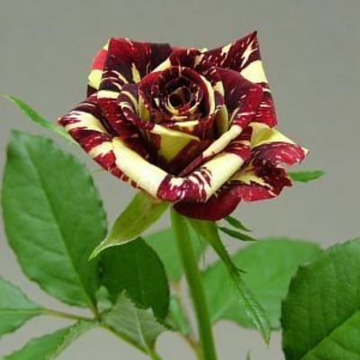 Роза штамбовая Фокус Покус - Dolina-Sad.Ru