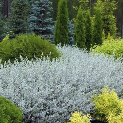 Ива ползучая Нитида Ива ползучая Нитида - Dolina-Sad.Ru