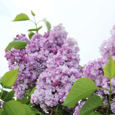 Сирень Генерал Першинг Сирень Генерал Першинг фото