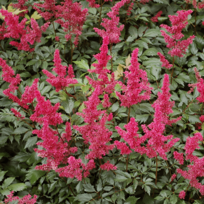 Астильба Арендса Спинелл , P9 Астильба Арендса Спинелл , P9 фото