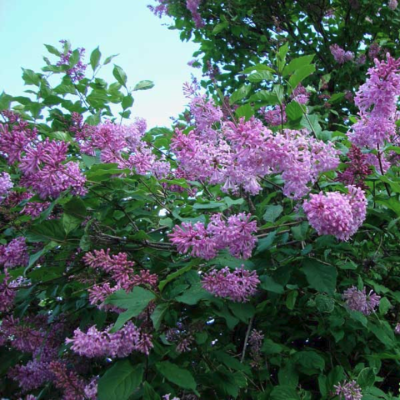 Сирень Генерал Першинг Сирень Генерал Першинг фото