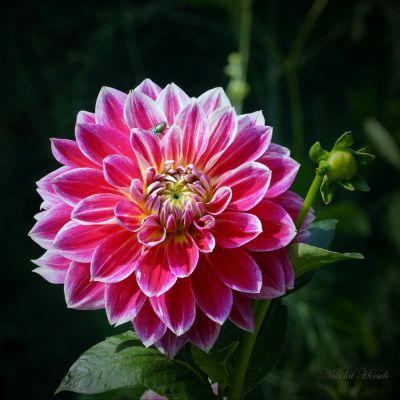 Георгина Меро Стар (Гиганты) Георгина Меро Стар (Гиганты) фото