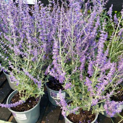 Перовския лебедолистная Блю Спайр - Dolina-Sad.Ru