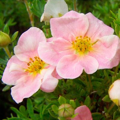 Лапчатка кустарниковая Пинк Виспер Лапчатка кустарниковая Пинк Виспер - Dolina-Sad.Ru