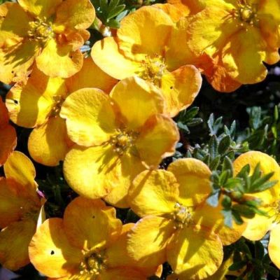 Лапчатка Аннет Лапчатка Аннет - Dolina-Sad.Ru