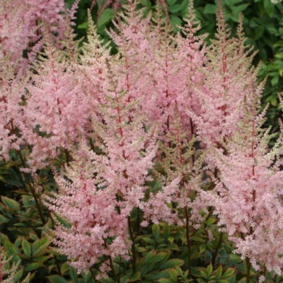 Астильба Эрика Астильба Эрика фото