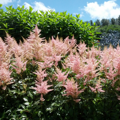 Астильба Эрика Астильба Эрика фото