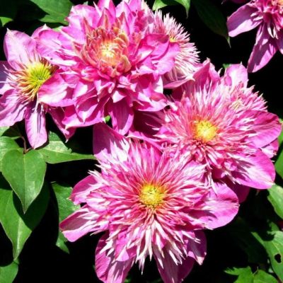 Клематис Кайзер Клематис Кайзер - Dolina-Sad.Ru