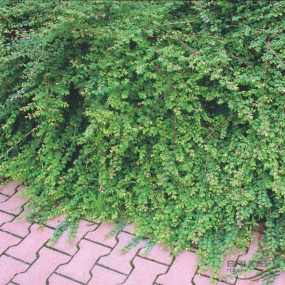 Снежноягодник Хэнкок, С1,5 Снежноягодник Хэнкок, С1,5 - Dolina-Sad.Ru