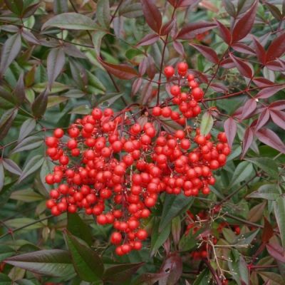 Нандина домашняя Ричмунд Нандина домашняя Ричмунд - Dolina-Sad.Ru