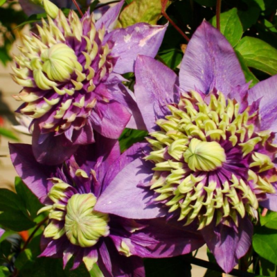 Клематис Тайга PBR Клематис Тайга PBR фото