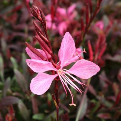 Гаура Линдхеймера Сансет Дримс Гаура Линдхеймера Сансет Дримс - Dolina-Sad.Ru