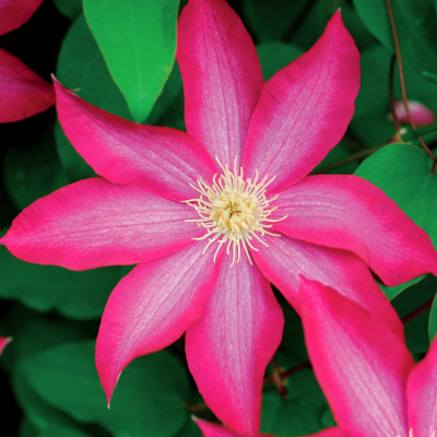 Клематис Какио Пинк Шампань Клематис Какио Пинк Шампань фото