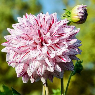 Георгина Блэкберри Риппл Георгина Блэкберри Риппл фото