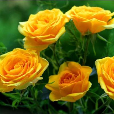 Роза Голд Роза Голд - Dolina-Sad.Ru