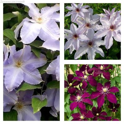 Микс клематисов (1+1=3) Микс клематисов (1+1=3) фото