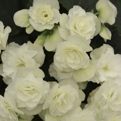 Бегония Королева белая F1 Бегония Королева белая F1 - Dolina-Sad.Ru